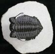 Bug Eyed Coltraneia Trilobite - #10630-2